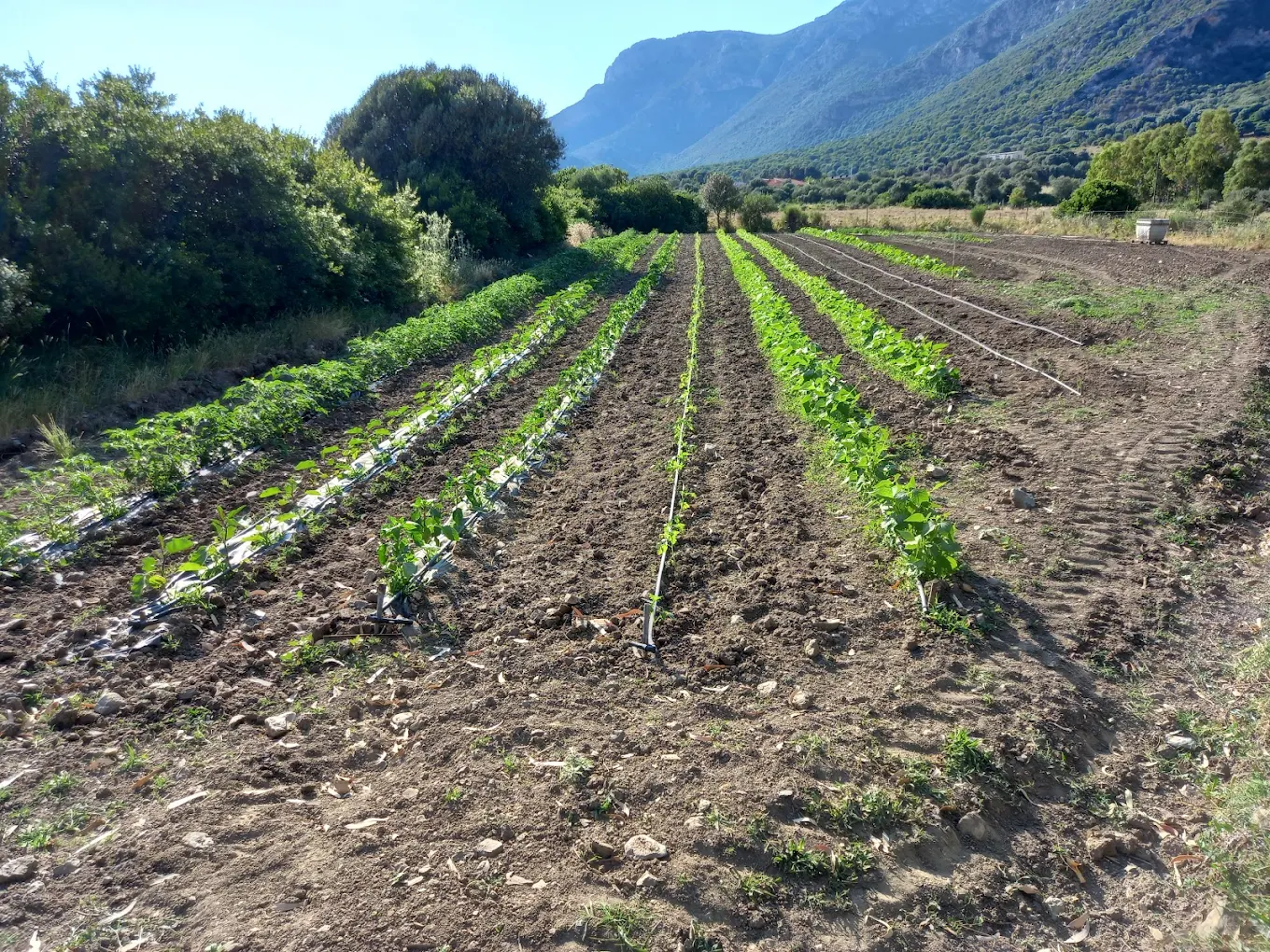 Azienda Agricola Boi