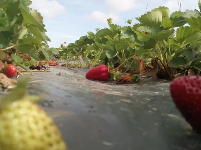 Produzione Fragole