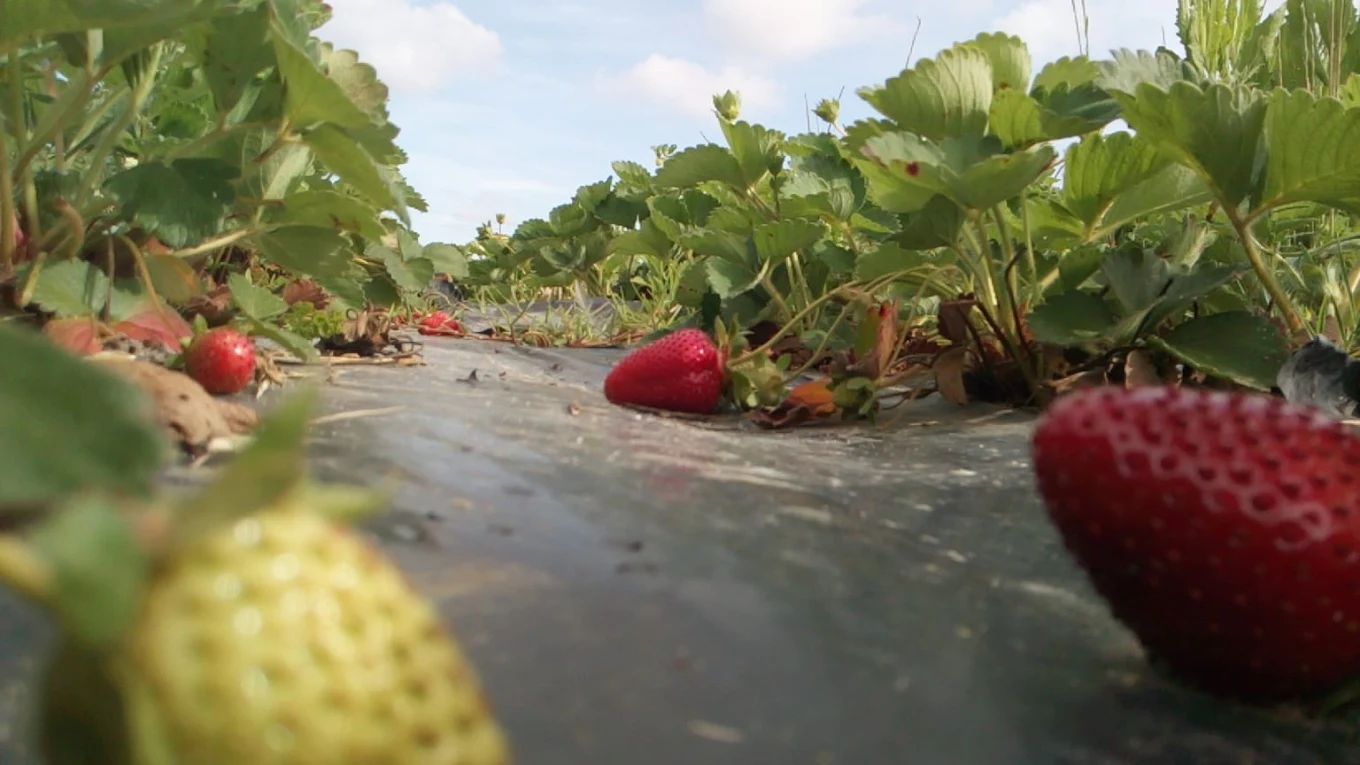 Produzione Fragole