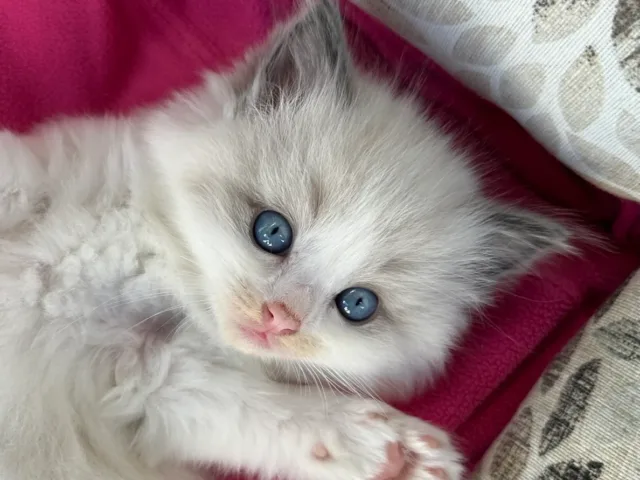 Allevamento Gatti Ragdoll Caesar’s