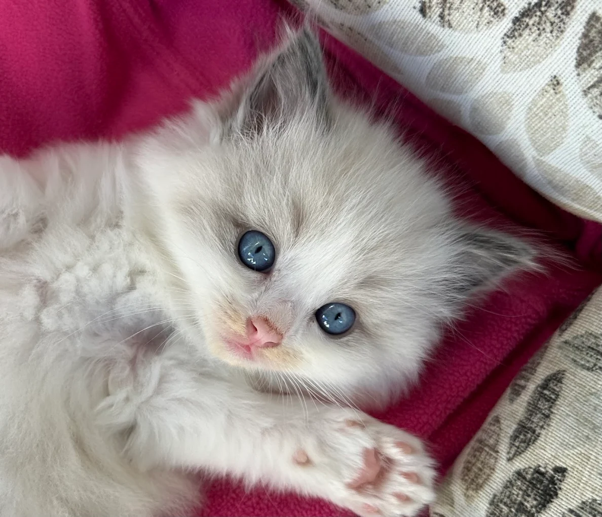 Allevamento Gatti Ragdoll Caesar’s
