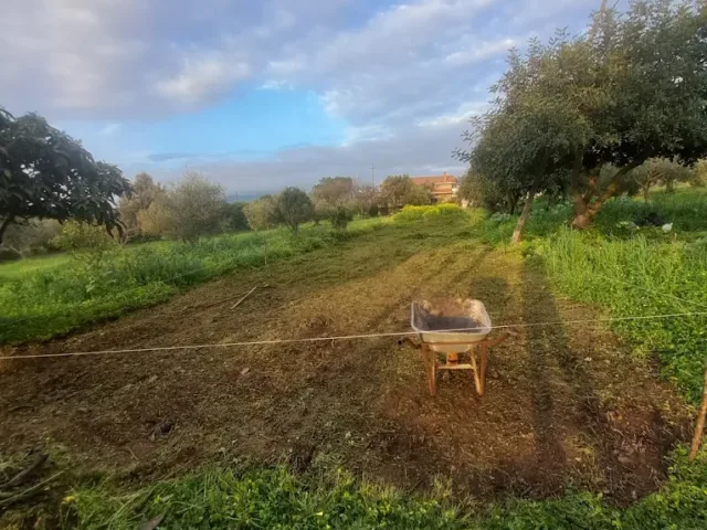 Azienda Agricola BASÙ