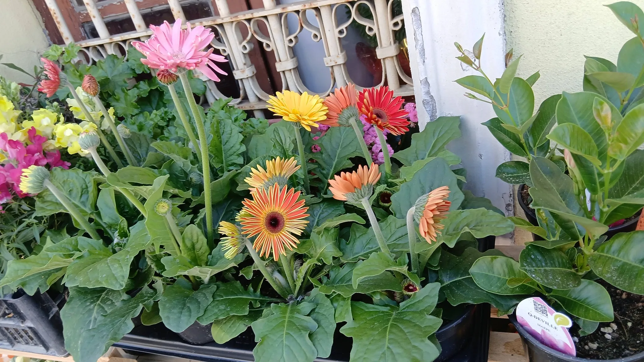 Nives Fiori & Piante