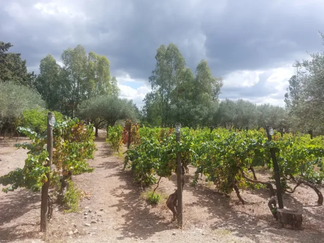 Azienda Agricola Arriali