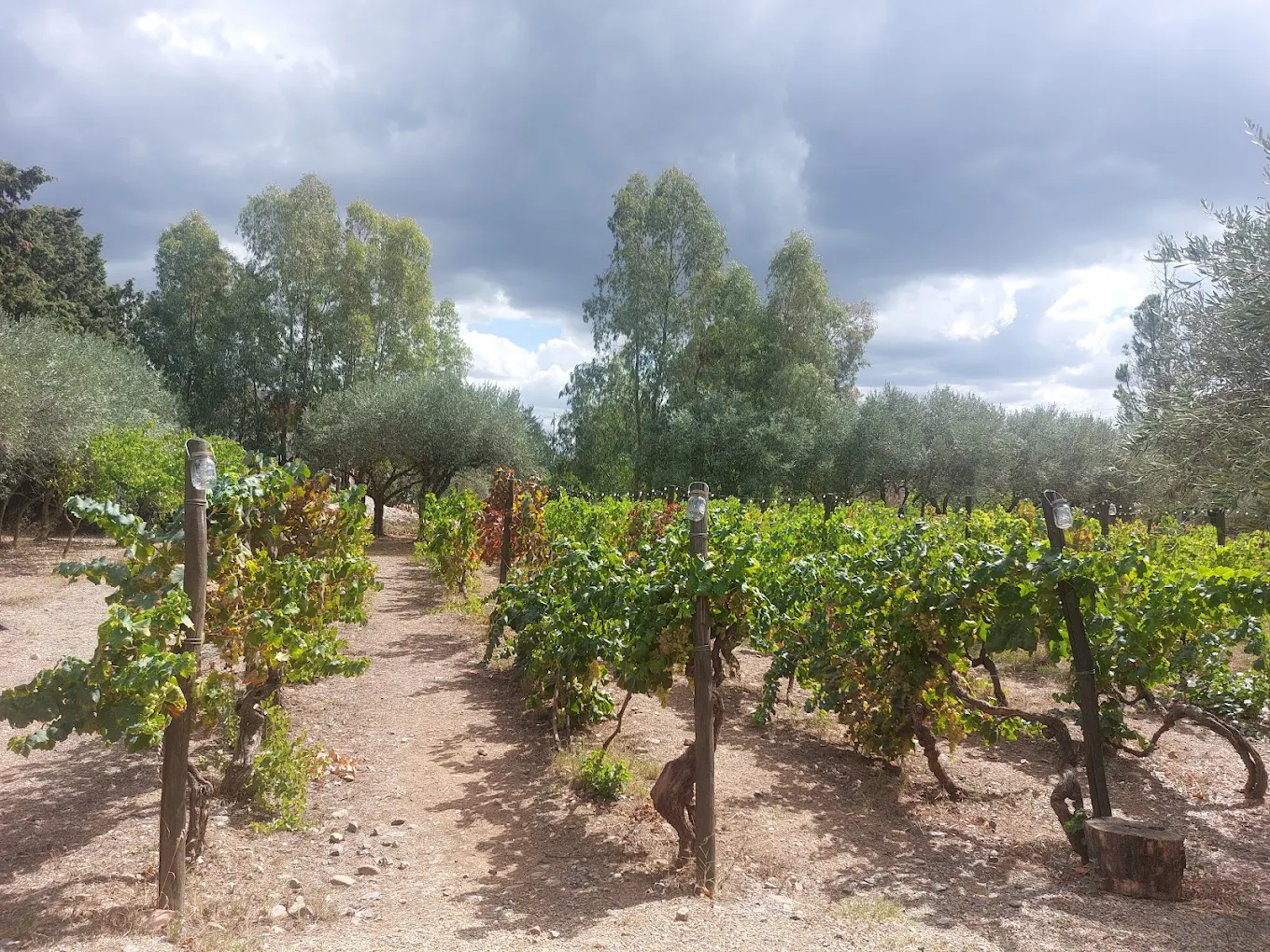 Azienda Agricola Arriali