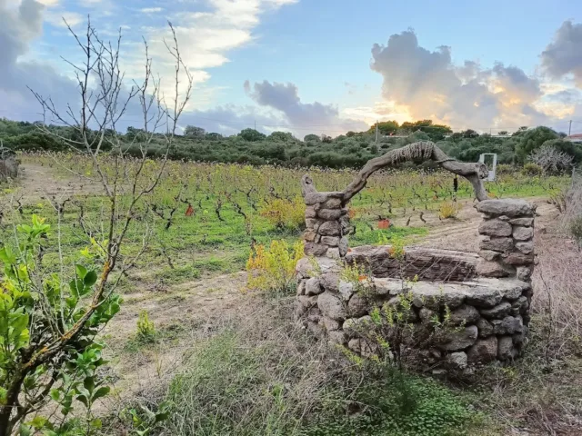 Tenuta Agus - Binuforti