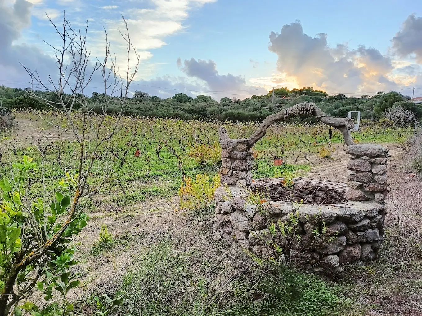 Tenuta Agus - Binuforti
