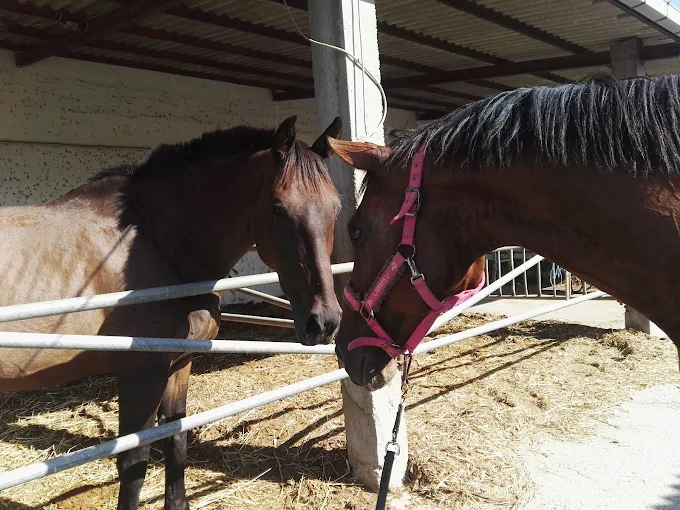 Centro Ippico S’Arcireddu