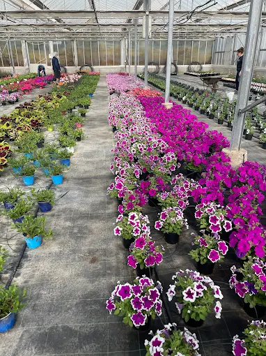 Vivaio Teresa & Vivai Ambiental