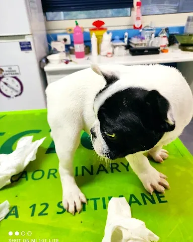 Clinica Veterinaria S. Ranieri