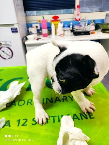 Clinica Veterinaria S. Ranieri