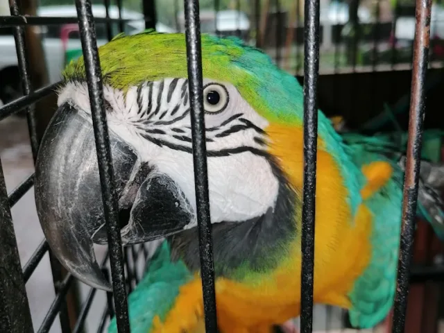 La casa degli animali
