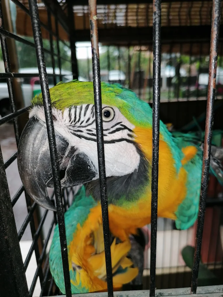 La casa degli animali