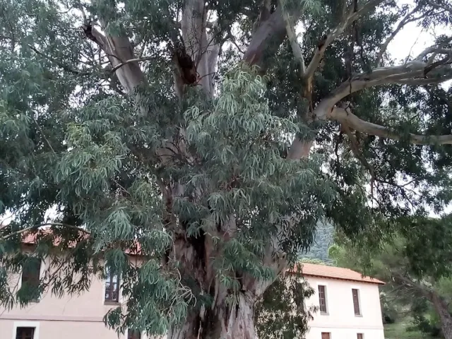 Centro per l’allevamento e il ripopolamento di Pantaleo