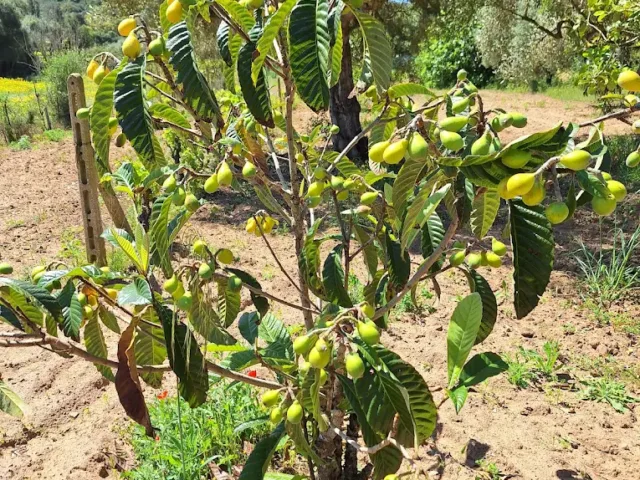 Azienda Agricola IL GINEPRO