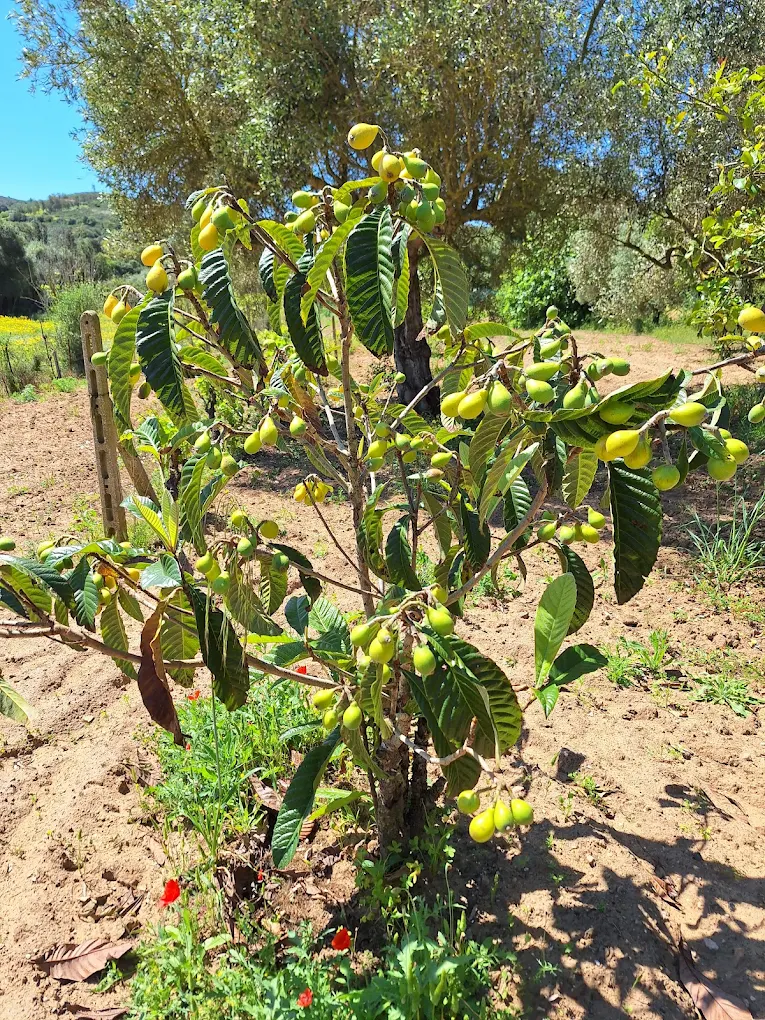 Azienda Agricola IL GINEPRO