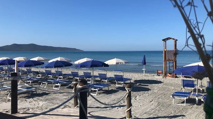 Il Delfino