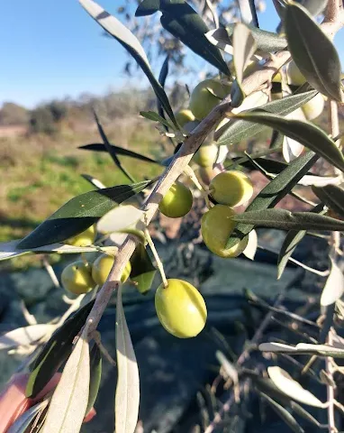 Azienda Agricola Vacca