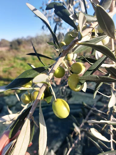 Azienda Agricola Vacca