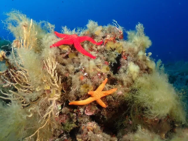 Oltremare Experience Diving & Sailing