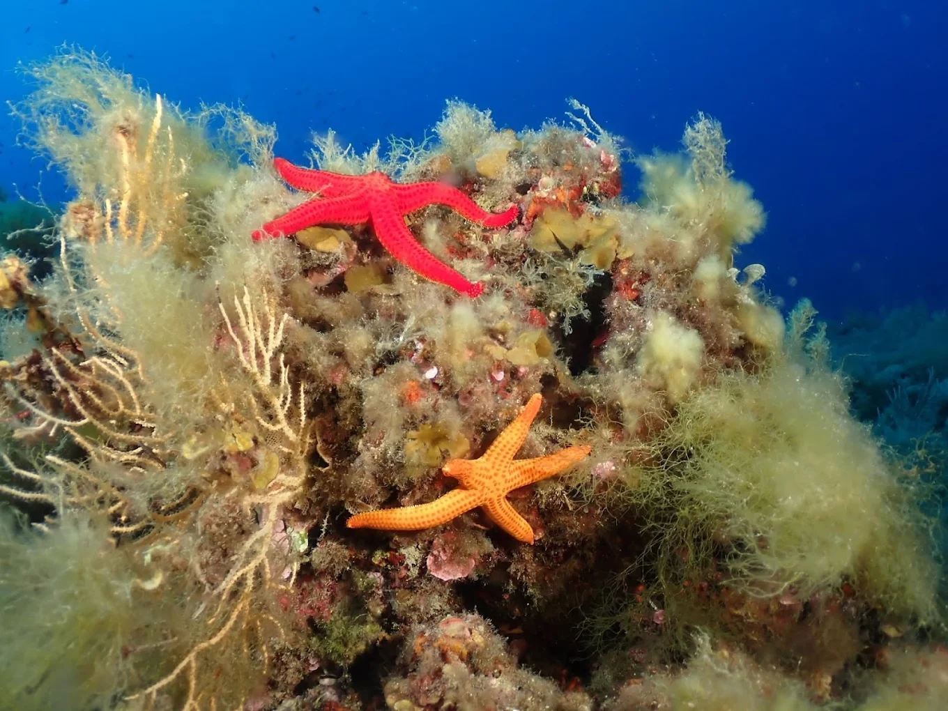 Oltremare Experience Diving & Sailing