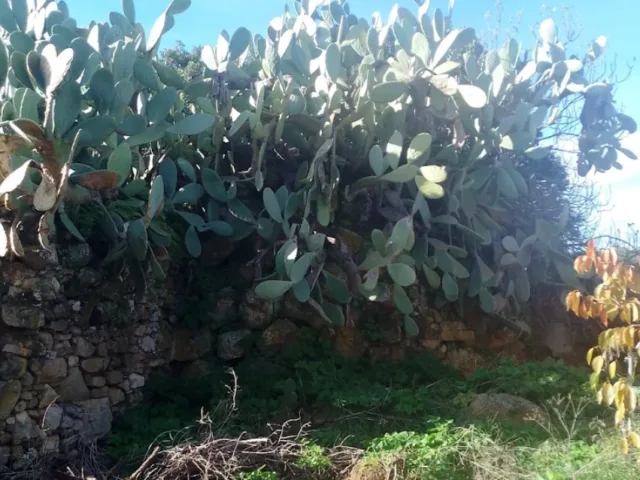 Nuraghe Medau su Conti