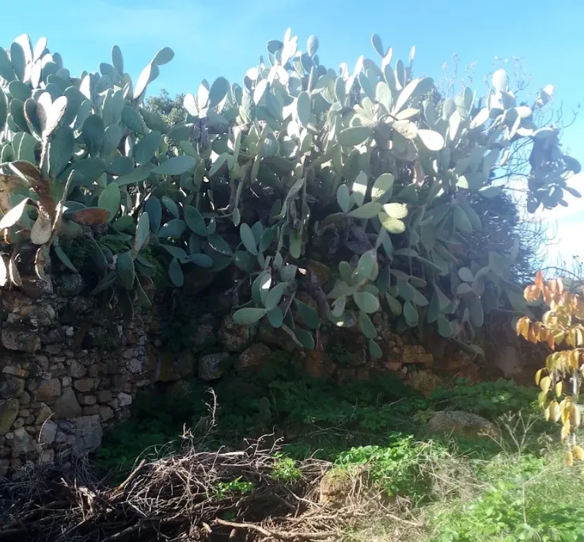 Nuraghe Medau su Conti