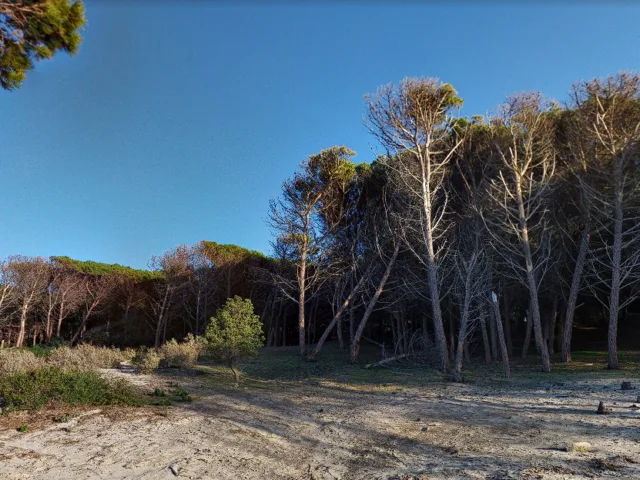 Pineta di Punt'e Trettu