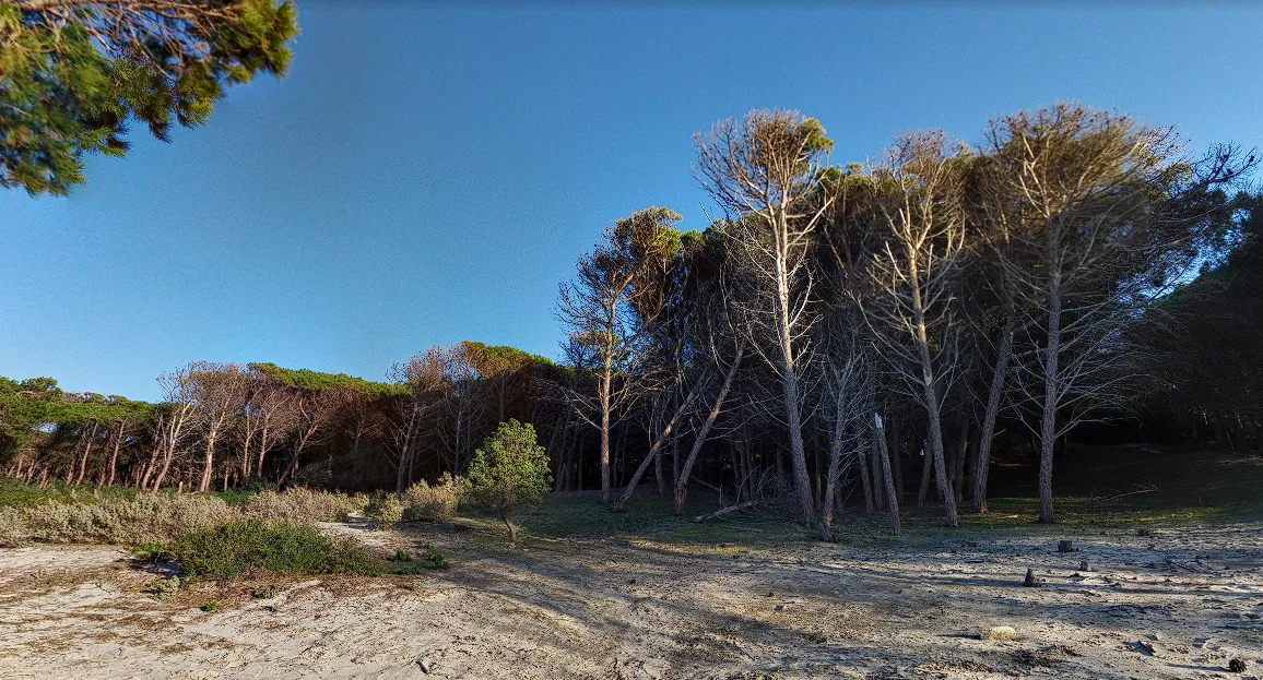 Pineta di Punt'e Trettu