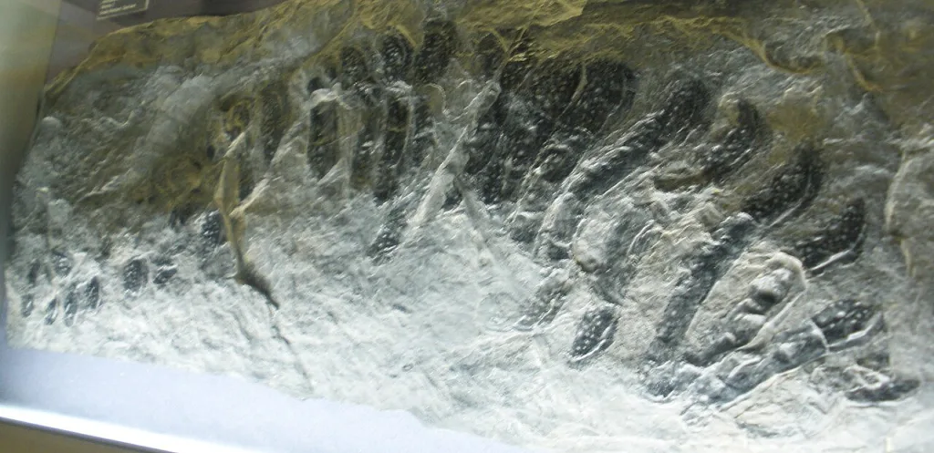 Nuraxi Figus: fossili e natura preistorica
