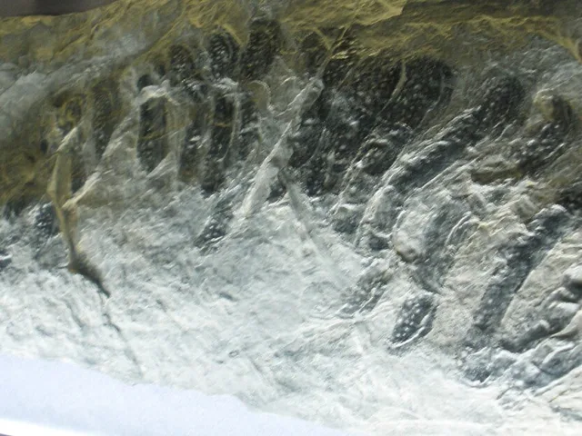 Nuraxi Figus: fossili e natura preistorica