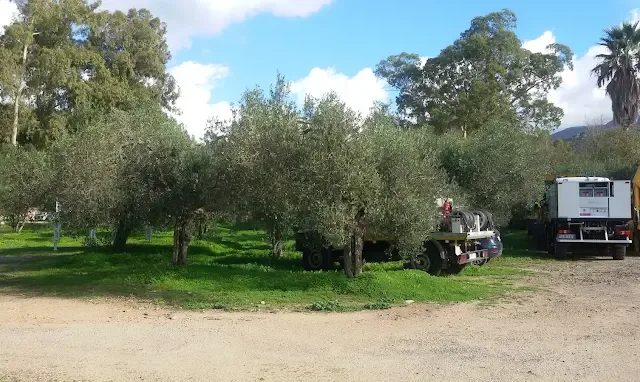 Complesso Forestale di Pantaleo