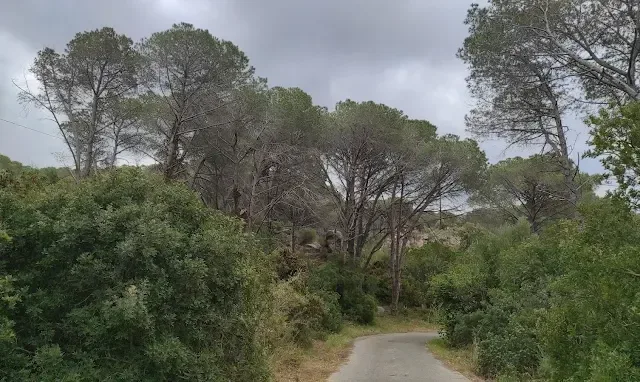Pineta di Cortoghiana