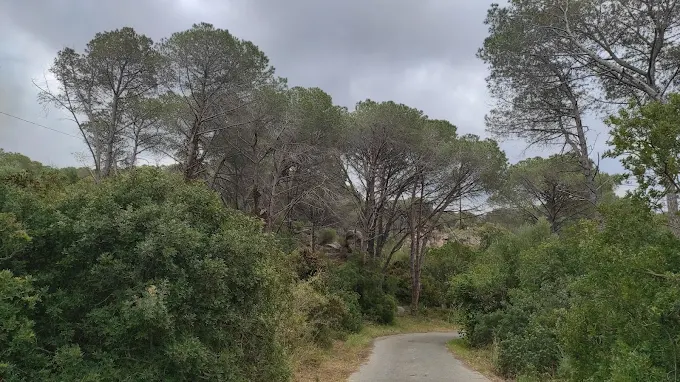 Pineta di Cortoghiana