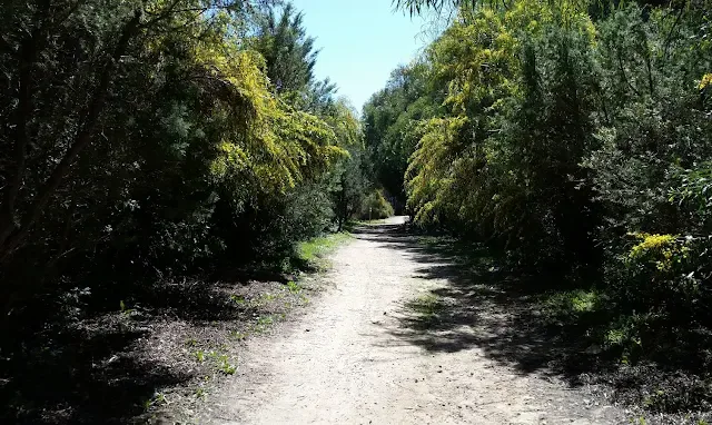 Pineta di Fontanamare