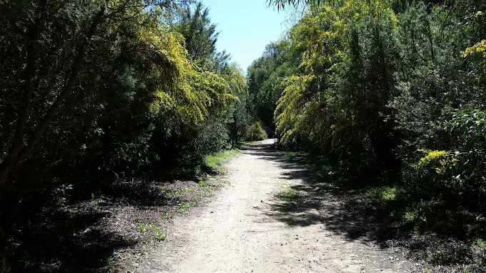 Pineta di Fontanamare