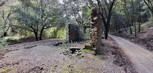 Foresta de Su Corovau