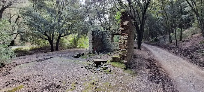 Foresta de Su Corovau