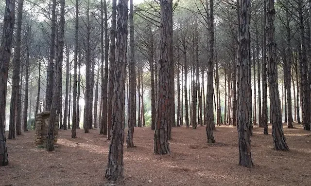 Pineta di Monte Agruxau