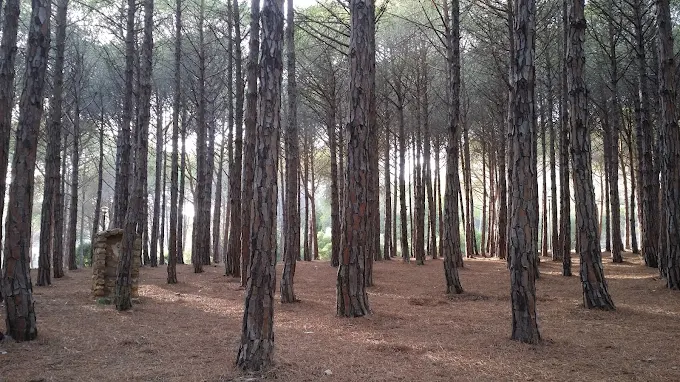 Pineta di Monte Agruxau