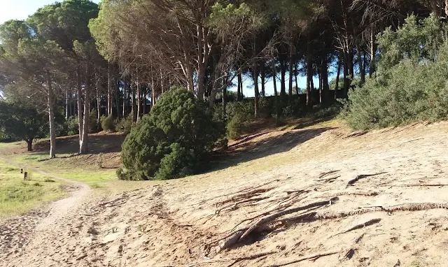 Pineta di Plagemesu
