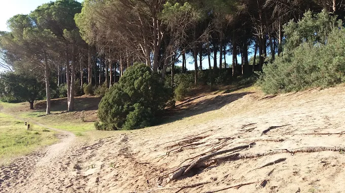 Pineta di Plagemesu