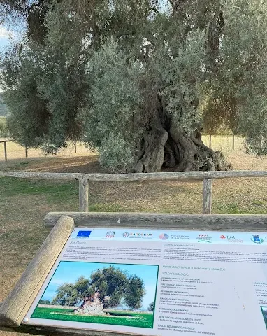 Ulivo monumentale Sa Reina