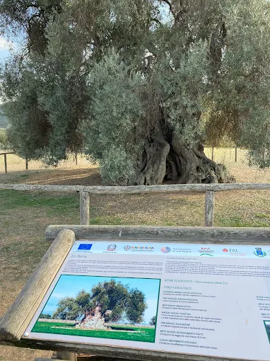 Ulivo monumentale Sa Reina