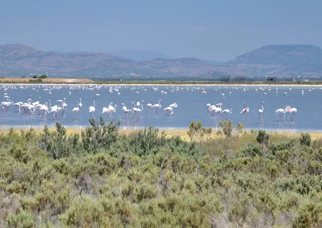 Stagno sa Punta de s'Aliga