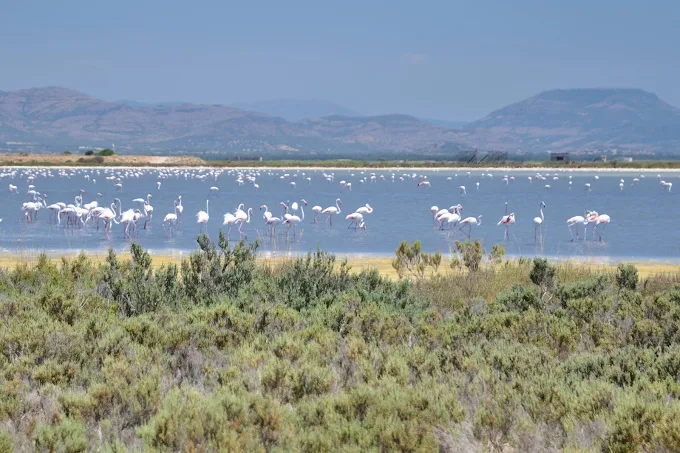 Stagno sa Punta de s'Aliga