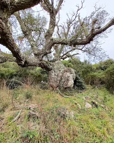 Albero Monumentale