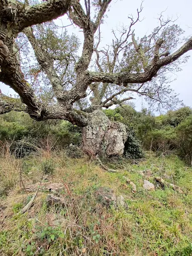 Albero Monumentale