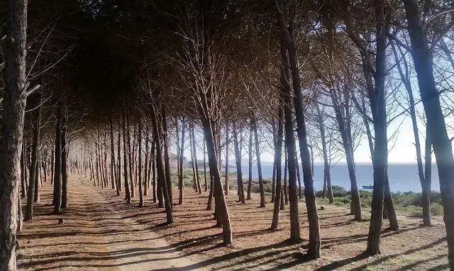 Pineta di Bruncu Teula