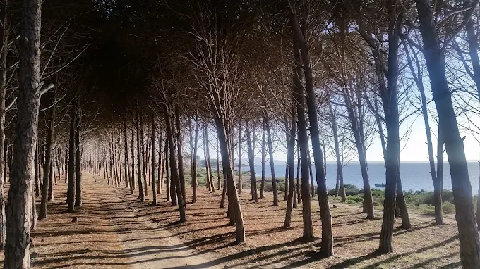 Pineta di Bruncu Teula